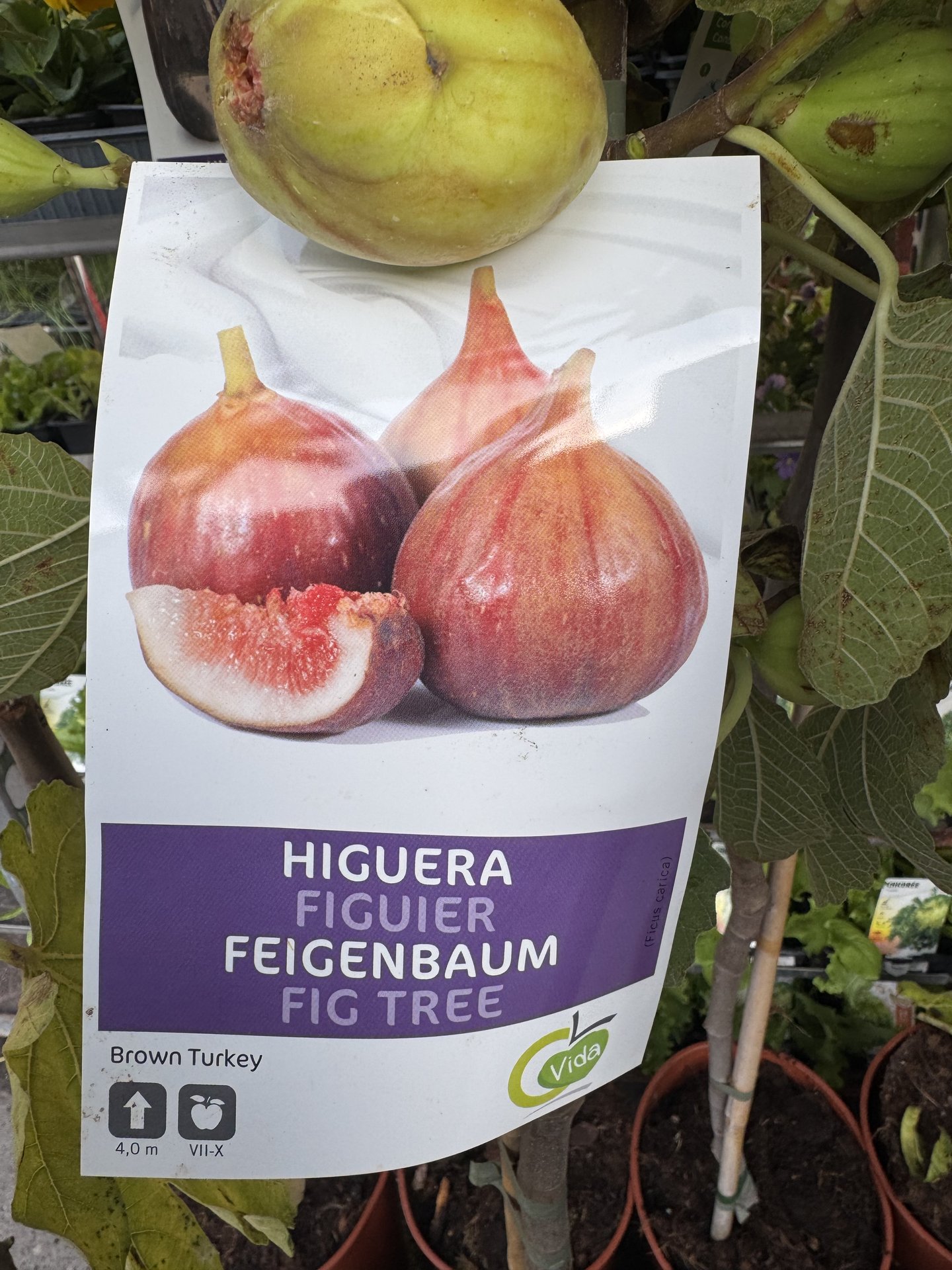 Arrivage de fruitiers ❤️❤️