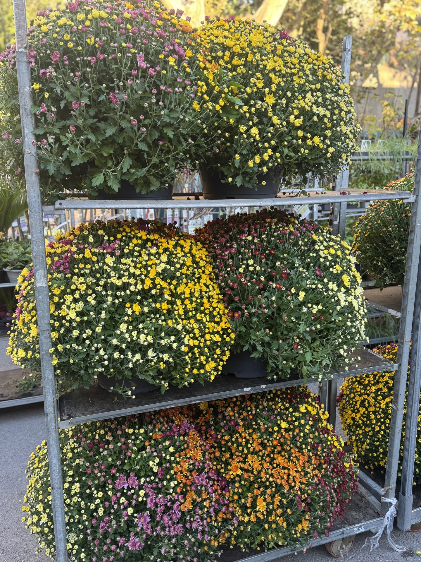 Arrivage de chrysanthèmes 😍😍
