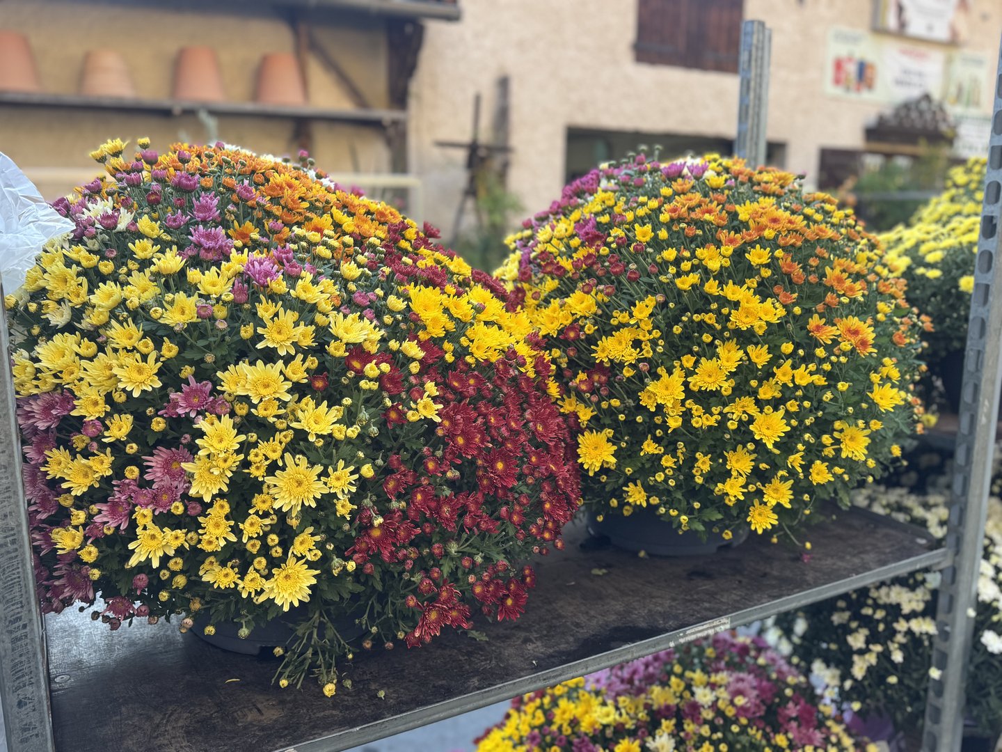 Arrivage de chrysanthèmes ❤️❤️❤️