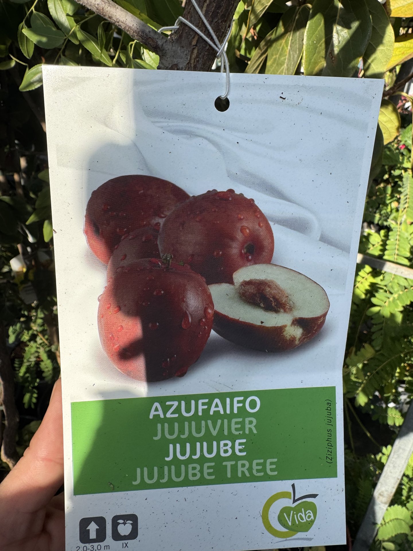 Arrivage de fruitiers ❤️❤️